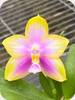 P. Yang Yang Pink Lady x Hawaii Dragon Girl